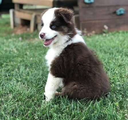 DogBreeder