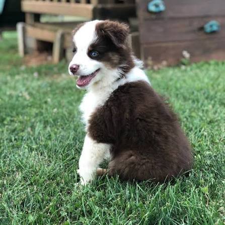 DogBreeder